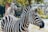Two zebras stand in an outdoor setting, surrounded by green foliage. The zebra in the foreground faces the right, displaying its distinct black and white stripes, while the one in the background is slightly blurred.
