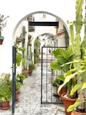 A charming Guadalajara courtyard with white walls and vibrant plants.