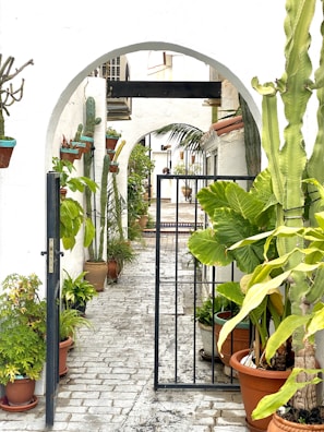 A charming Guadalajara courtyard with white walls and vibrant plants.