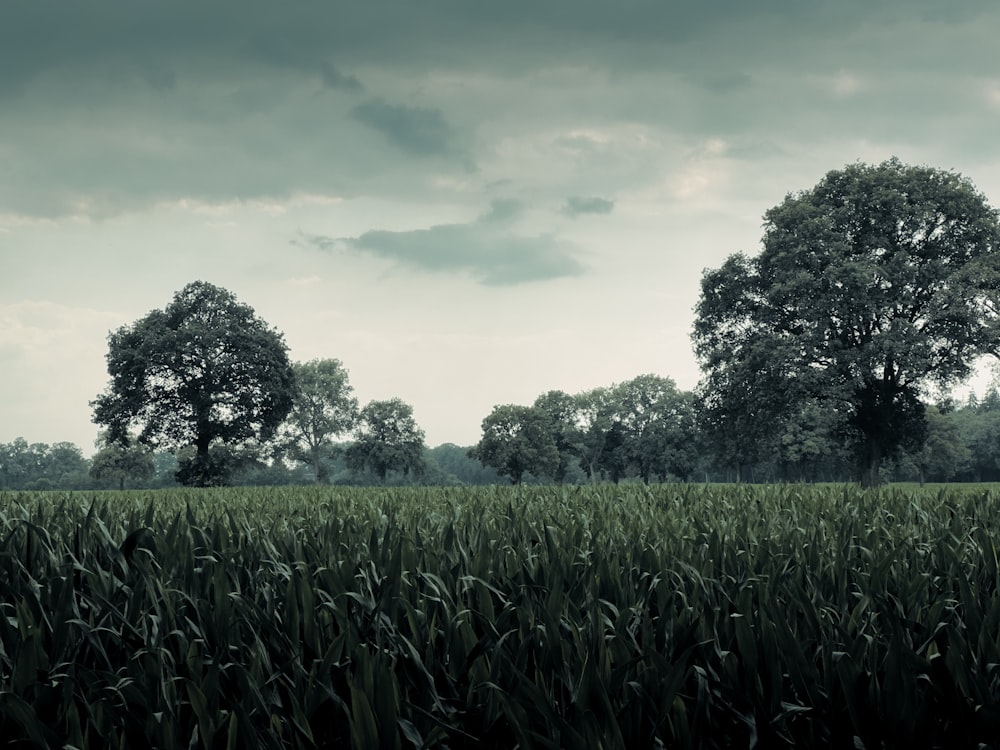 a field of grass with trees in the background