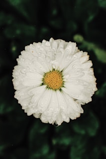 A close-up of a white daisy flower with water droplets on its petals, featuring a yellow center, against a dark green blurred background.