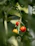 Close-up of ripe cherry tomatoes growing on a vibrant green vine in a sunny kitchen garden.
