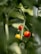 Close-up of ripe tomatoes hanging on the vine in a home garden.