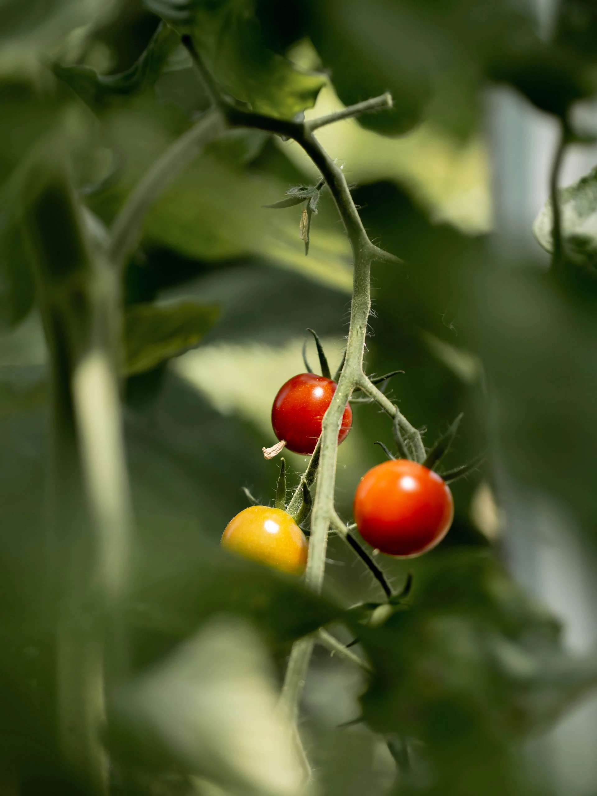 A close-up of ripe tomatoes hanging on the vine in a sunny garden patch.