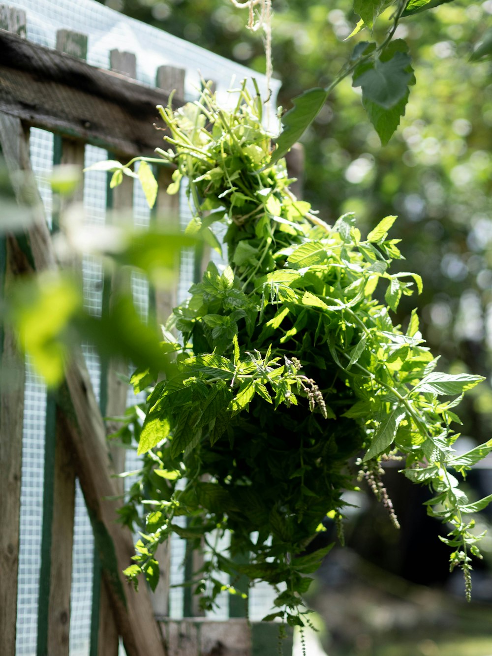 a bunch of green plants hanging from a wooden fence