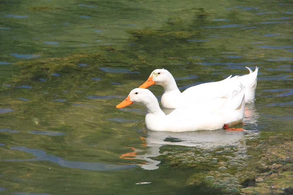 two white ducks swimming in a body of water