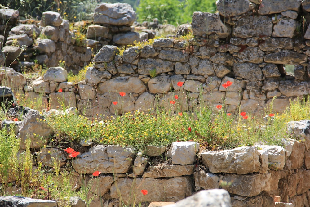 a stone wall with red flowers growing out of it