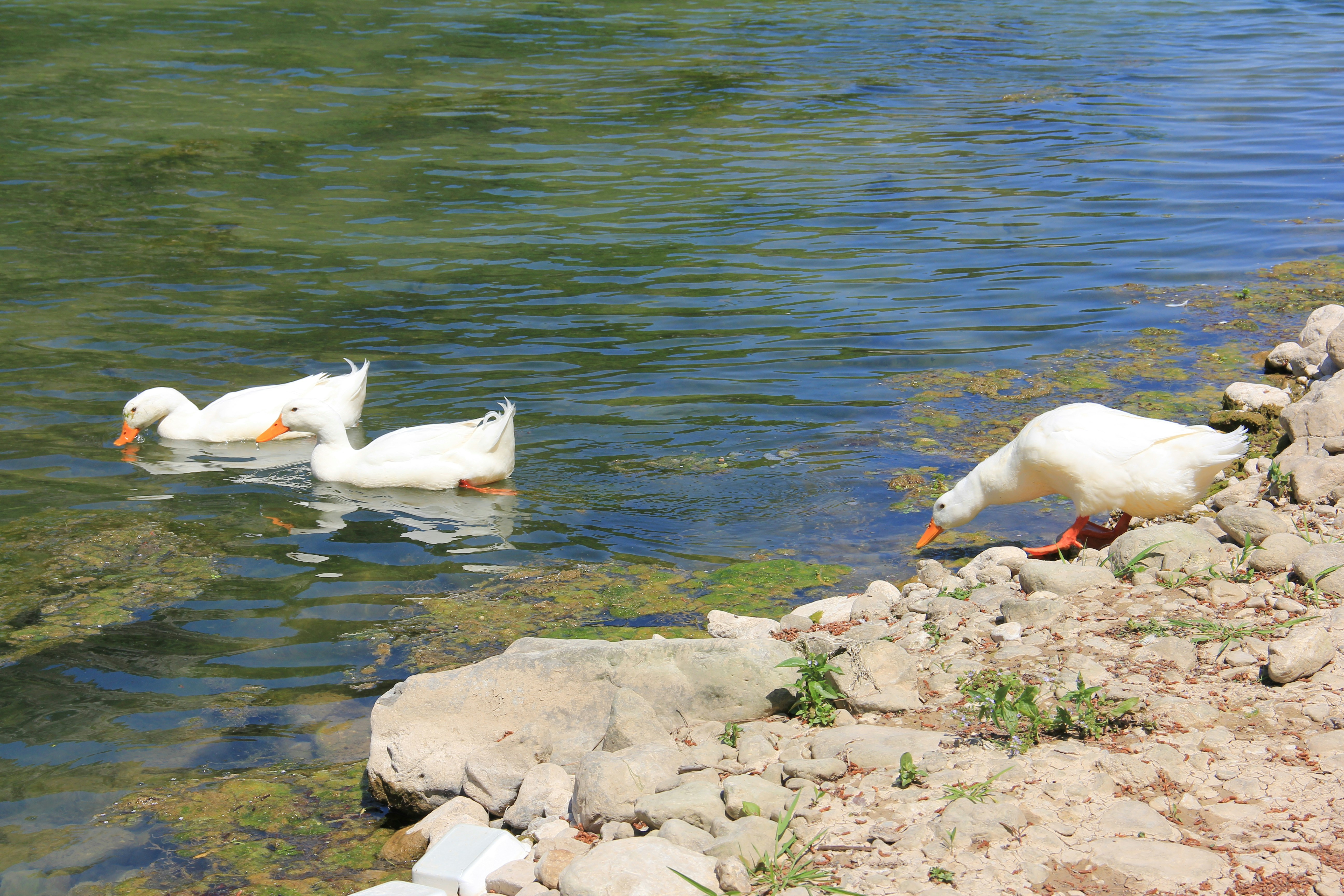 Photo by ahmetruzgar