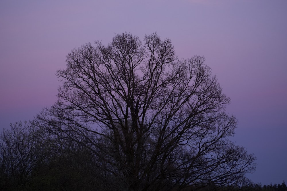 a tree with no leaves in front of a purple sky