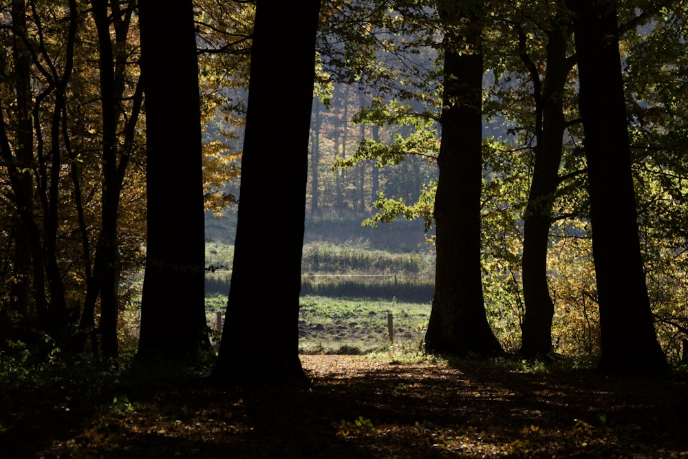 a forest filled with lots of tall trees