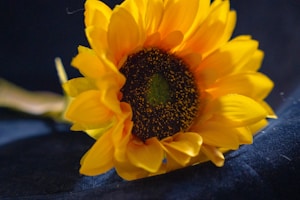 Sunny Sunflower