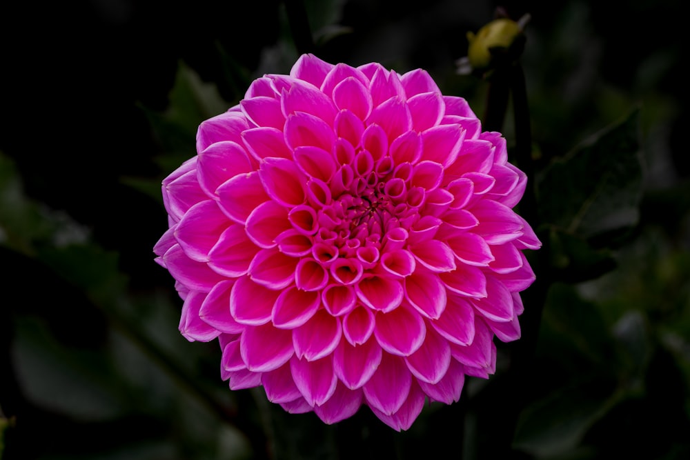 a large pink flower with green leaves in the background