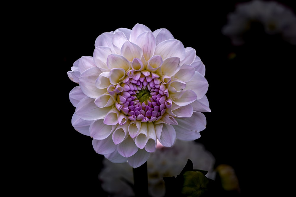 a purple and white flower on a black background
