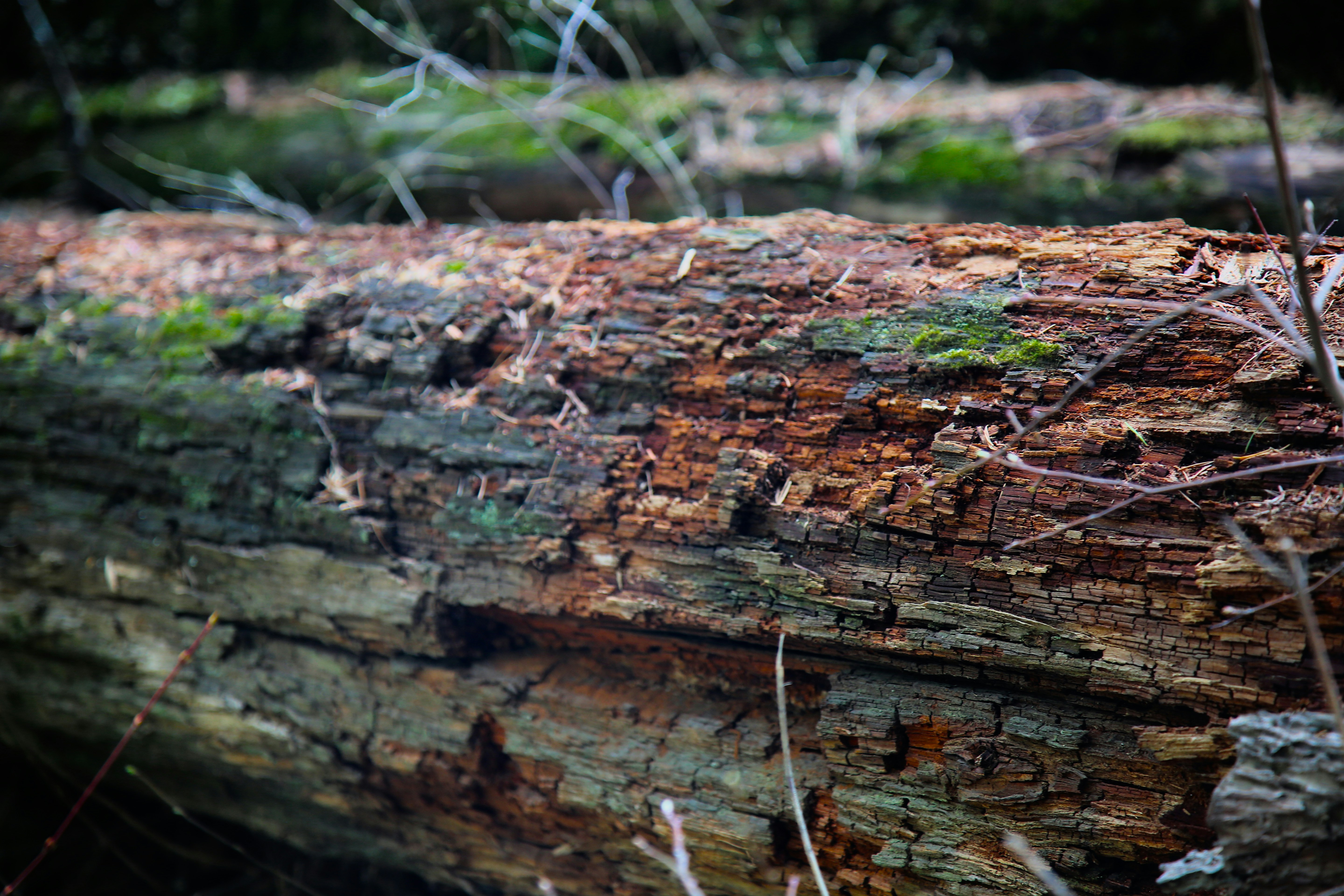 a close up of a log in the woods