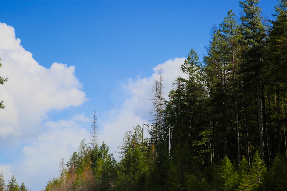 a forest filled with lots of trees under a cloudy blue sky