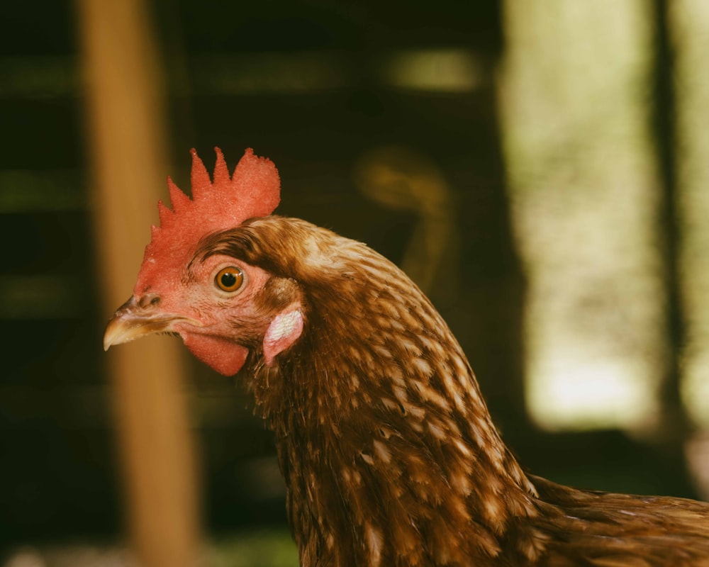 a close up of a chicken with a blurry background