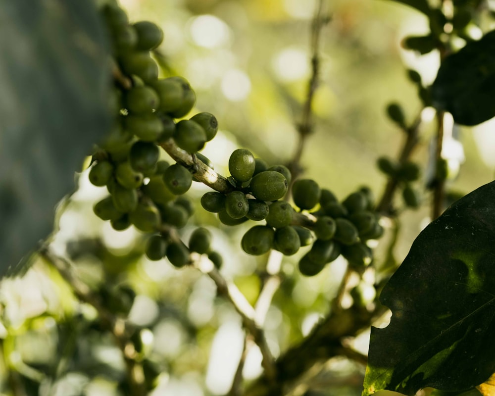 a close up of a plant with green leaves