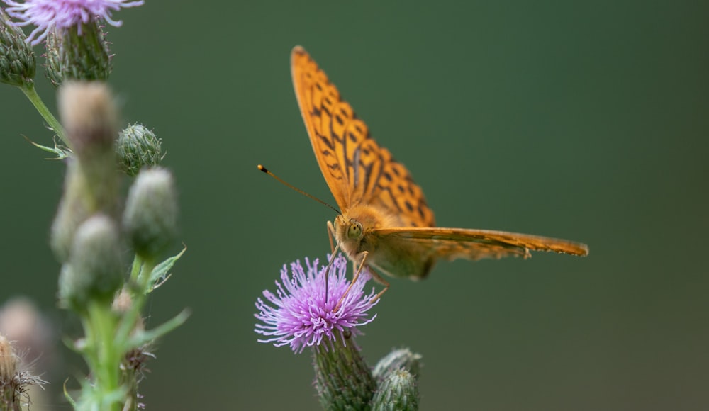 a close up of a butterfly on a flower