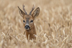 a deer with antlers standing in a field of wheat