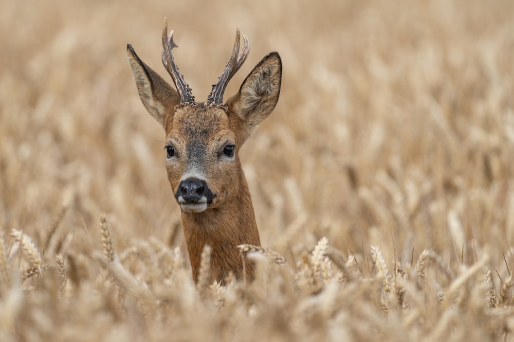 a deer with antlers standing in a field of wheat