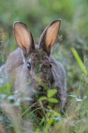 A rabbit with alert ears is peering through the tall green grass, surrounded by dew-covered foliage, creating a natural and serene setting.