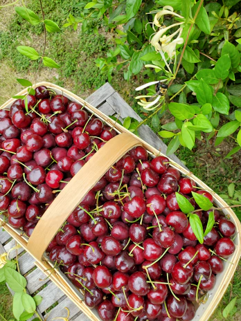 Baskets filled with freshly gathered pollen ready for processing.