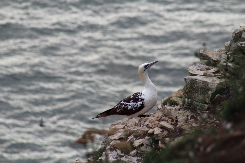 a seagull sitting on the edge of a cliff by the ocean