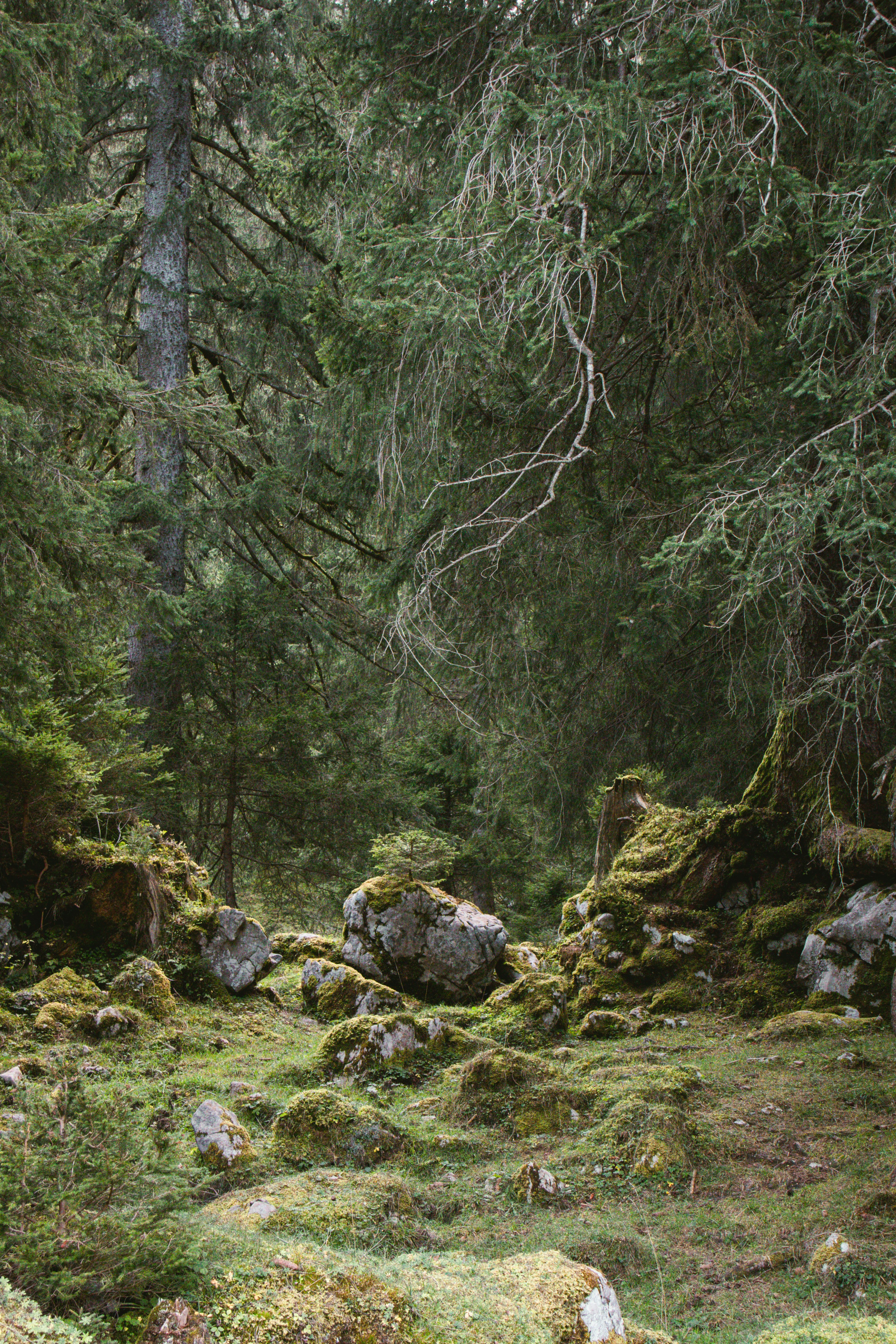 a forest filled with lots of trees and rocks