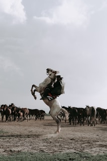 A dynamic scene with a person riding a white horse that is rearing up on its hind legs, creating a sense of movement and energy. In the background, a herd of horses stands in an open, dusty landscape under a cloudy sky, giving an impression of freedom and nature.