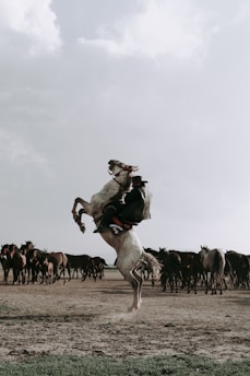 A dynamic scene with a person riding a white horse that is rearing up on its hind legs, creating a sense of movement and energy. In the background, a herd of horses stands in an open, dusty landscape under a cloudy sky, giving an impression of freedom and nature.