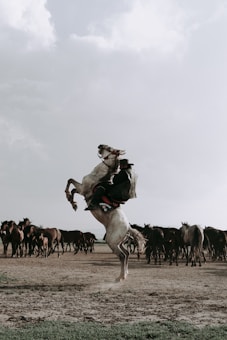 A dynamic scene with a person riding a white horse that is rearing up on its hind legs, creating a sense of movement and energy. In the background, a herd of horses stands in an open, dusty landscape under a cloudy sky, giving an impression of freedom and nature.