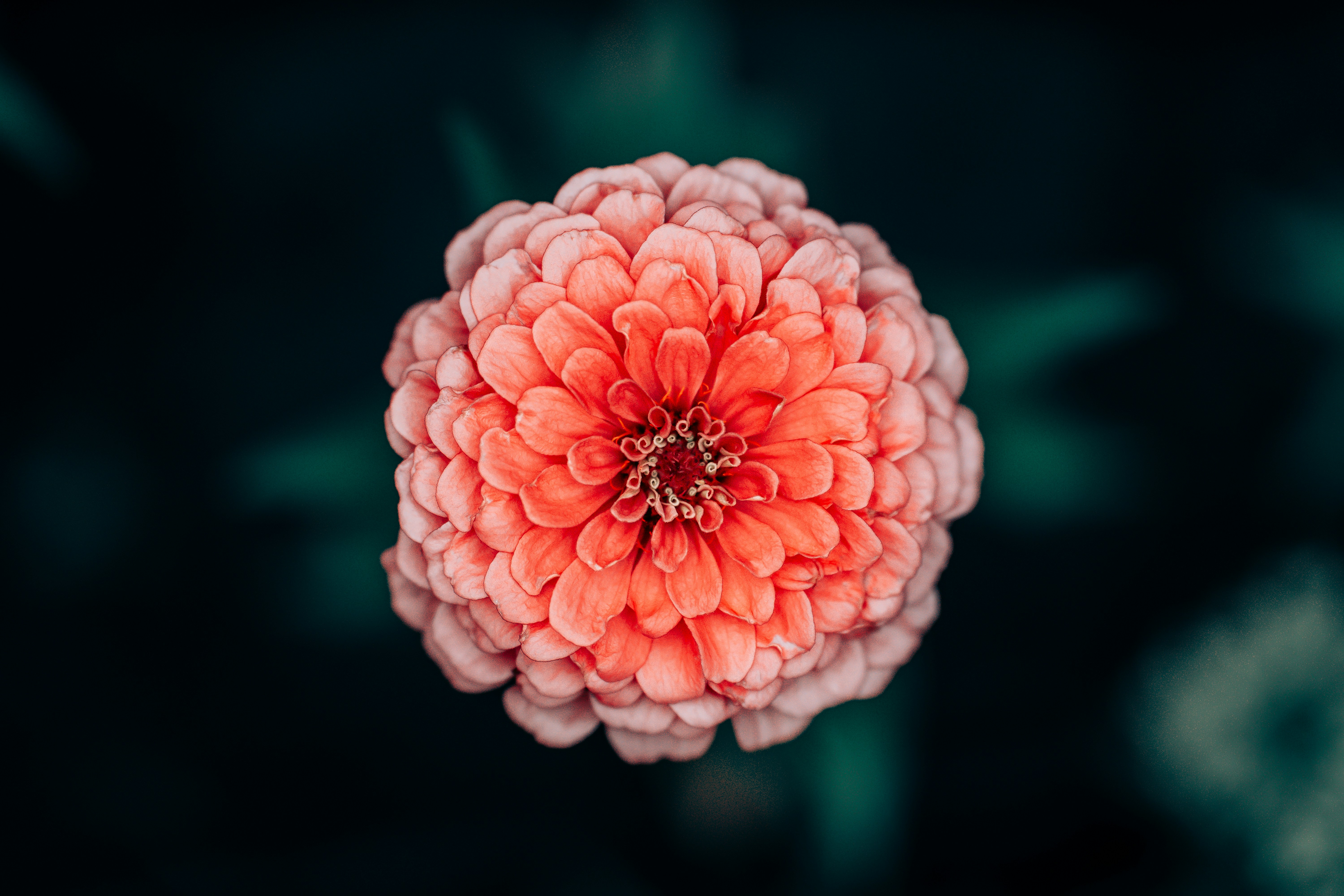 A pink flower with green leaves in the background photo – Free Petal ...