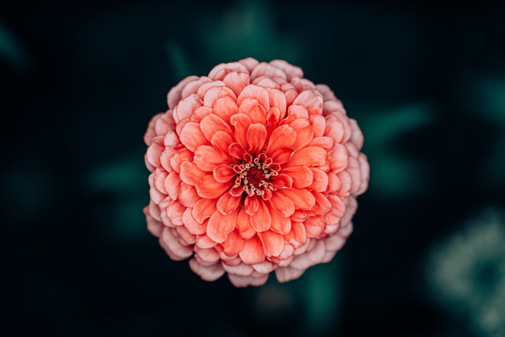 a pink flower with green leaves in the background