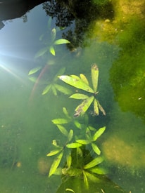 An underwater view of green aquatic plants in a pond, with sunlight reflecting on the water's surface, creating a bright spot. The plants have long, narrow leaves and are scattered across the image. The water appears clear, with some areas showing a mossy texture.