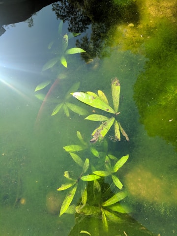 An underwater view of green aquatic plants in a pond, with sunlight reflecting on the water's surface, creating a bright spot. The plants have long, narrow leaves and are scattered across the image. The water appears clear, with some areas showing a mossy texture.
