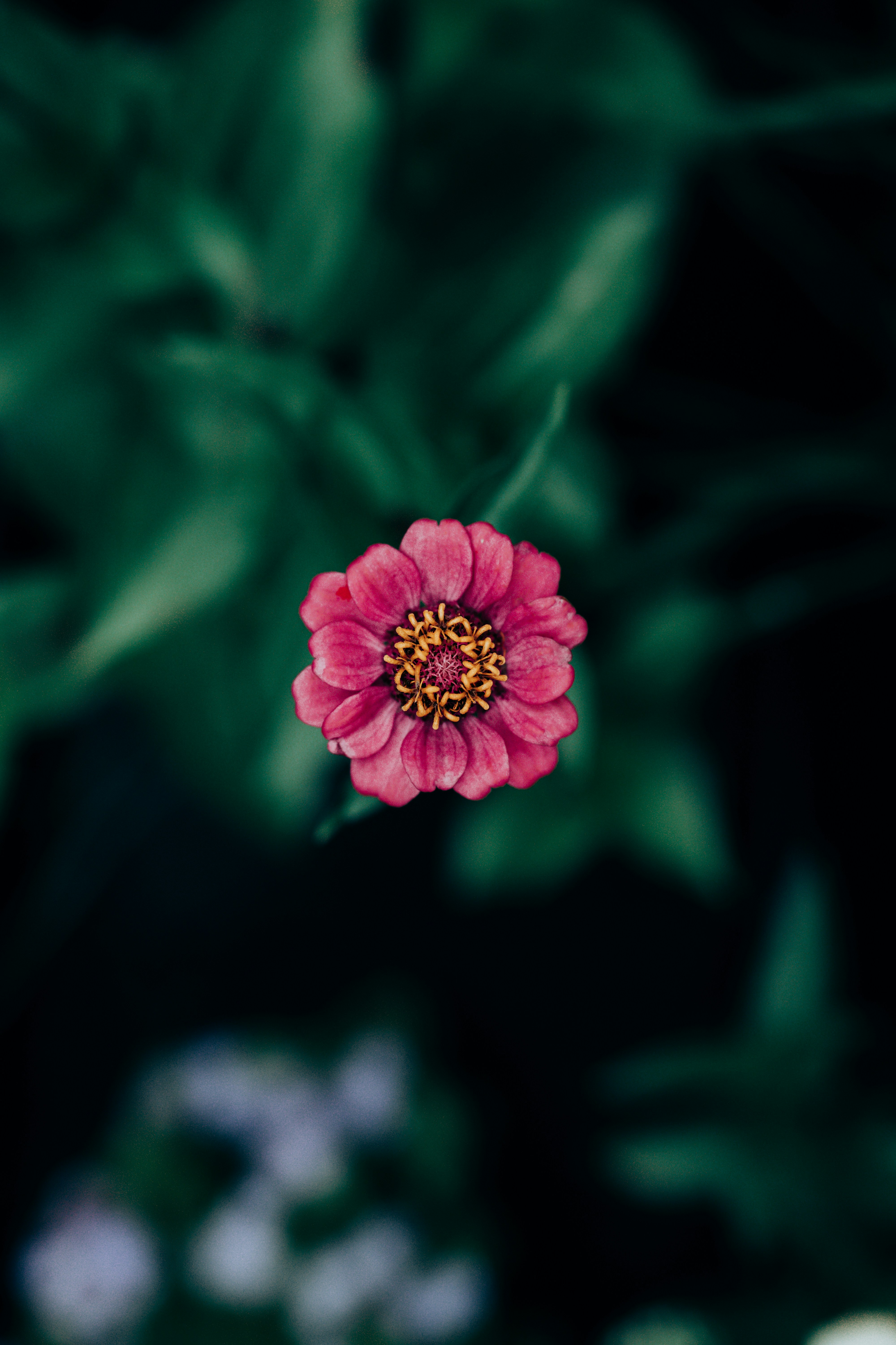a pink flower with green leaves in the background
