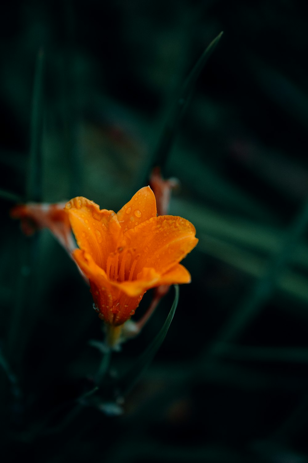 a close up of an orange flower on a plant