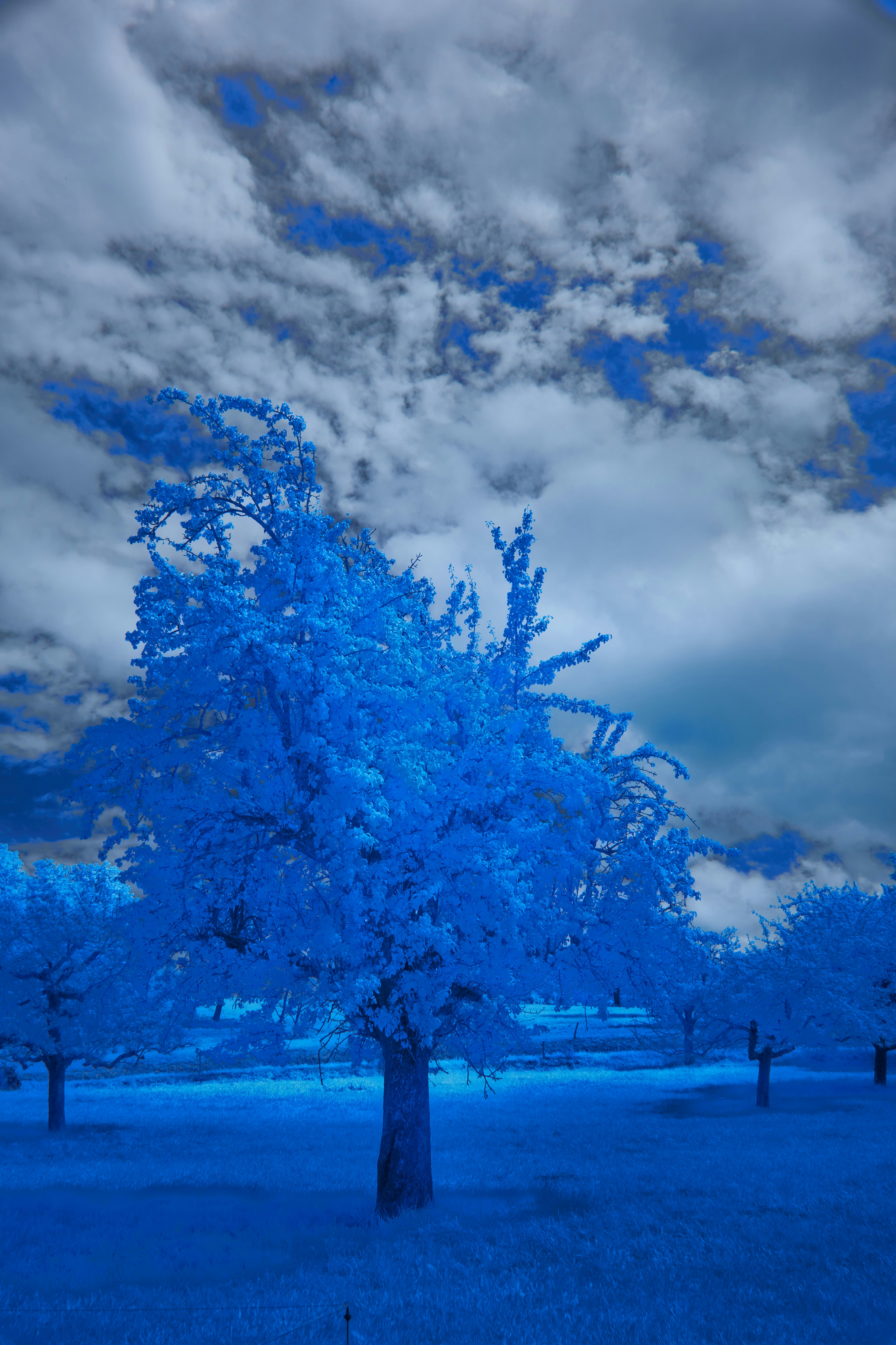 Photo by wolfgang_hasselmann