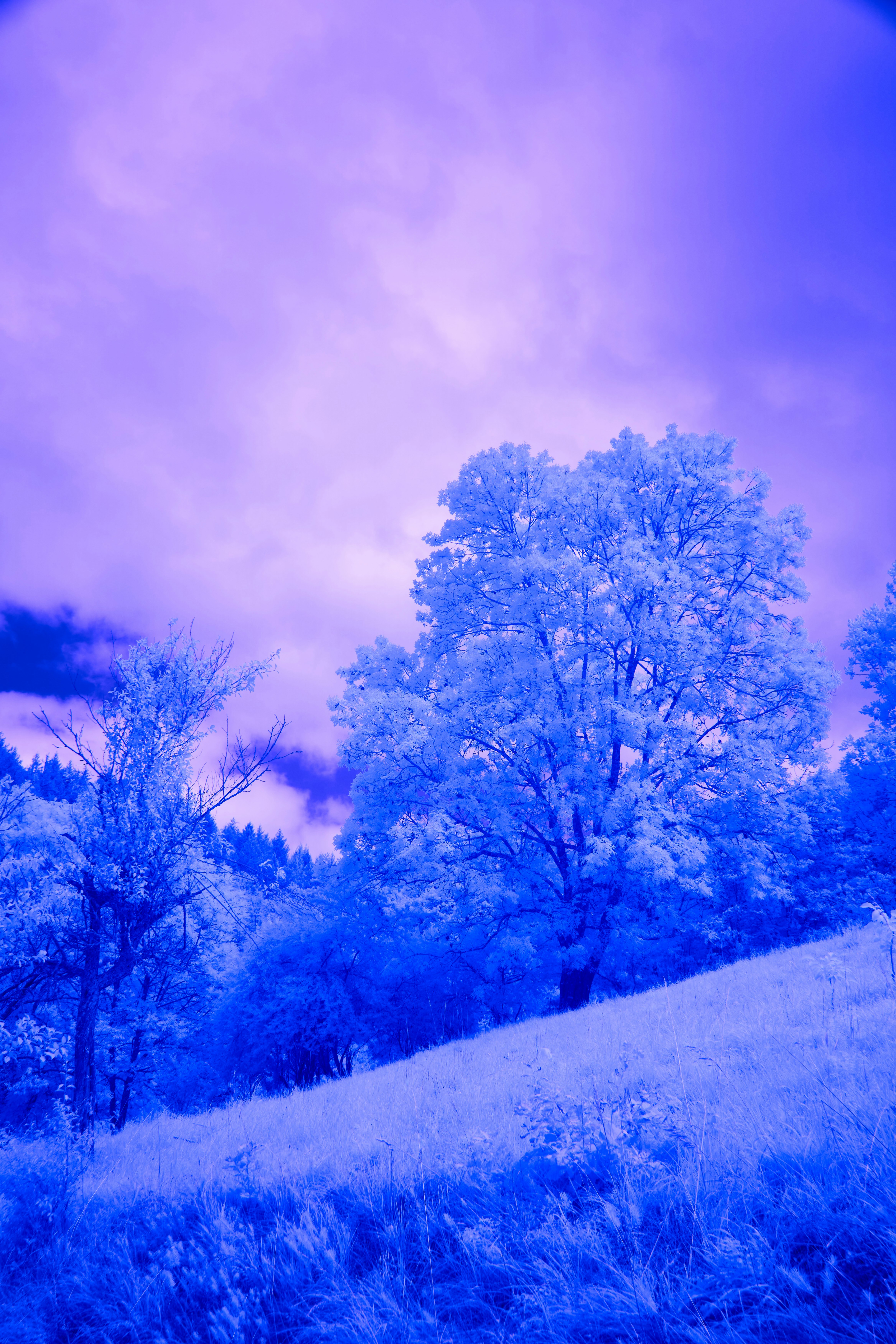 Photo by wolfgang_hasselmann