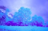 An abstract landscape featuring a variety of trees in a surreal color palette. The scene includes large trees with vivid, electric blue foliage and a purple hue covering the grass and smaller shrubs. The sky appears to be a mix of cloudy and clear sections, rendered in shades of blue and violet.