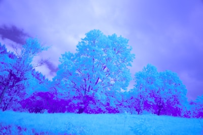An abstract landscape featuring a variety of trees in a surreal color palette. The scene includes large trees with vivid, electric blue foliage and a purple hue covering the grass and smaller shrubs. The sky appears to be a mix of cloudy and clear sections, rendered in shades of blue and violet.