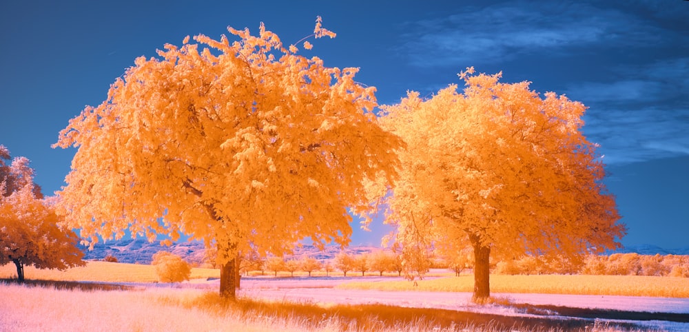 three trees in a field with a blue sky in the background