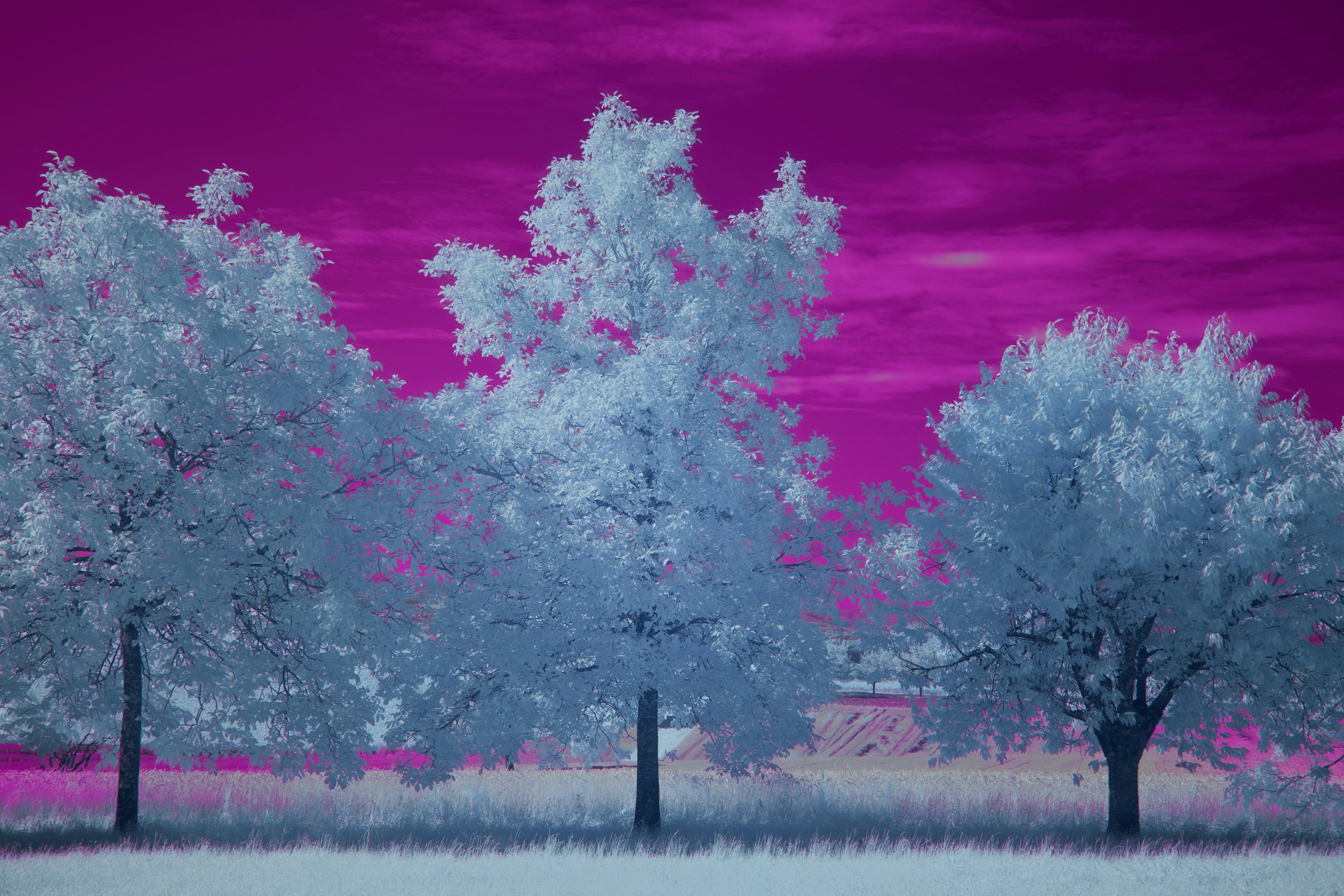 Photo by wolfgang_hasselmann