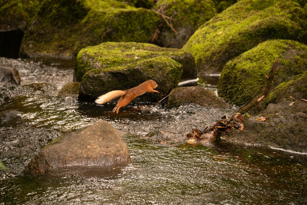 a dog is playing in the water near some rocks