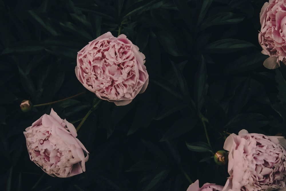 a group of pink flowers sitting on top of a lush green field