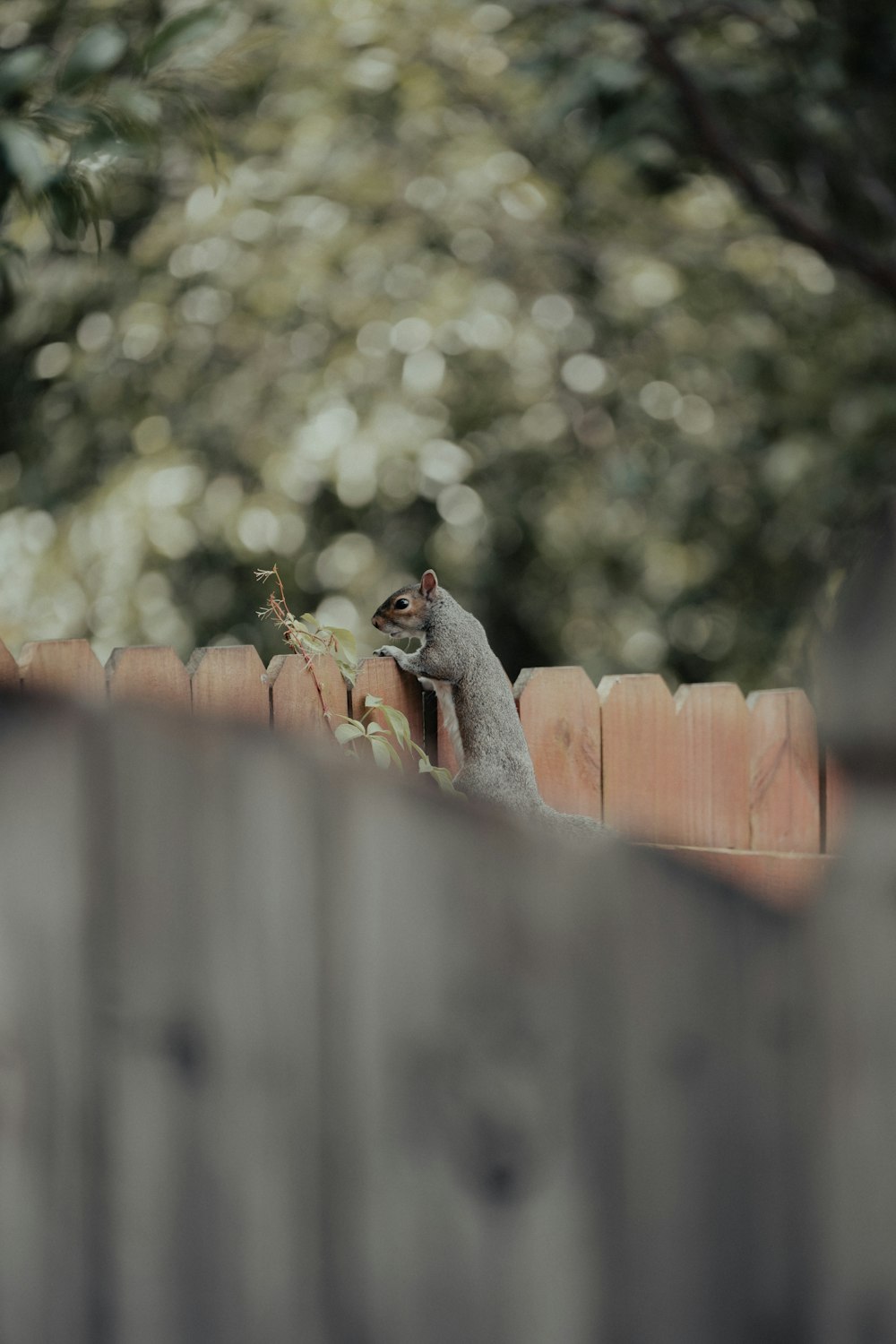 ein Eichhörnchen, das auf einem Holzzaun sitzt