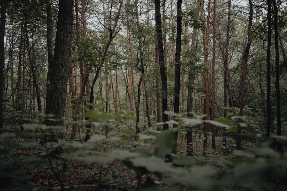 Un bosque lleno de muchos árboles altos