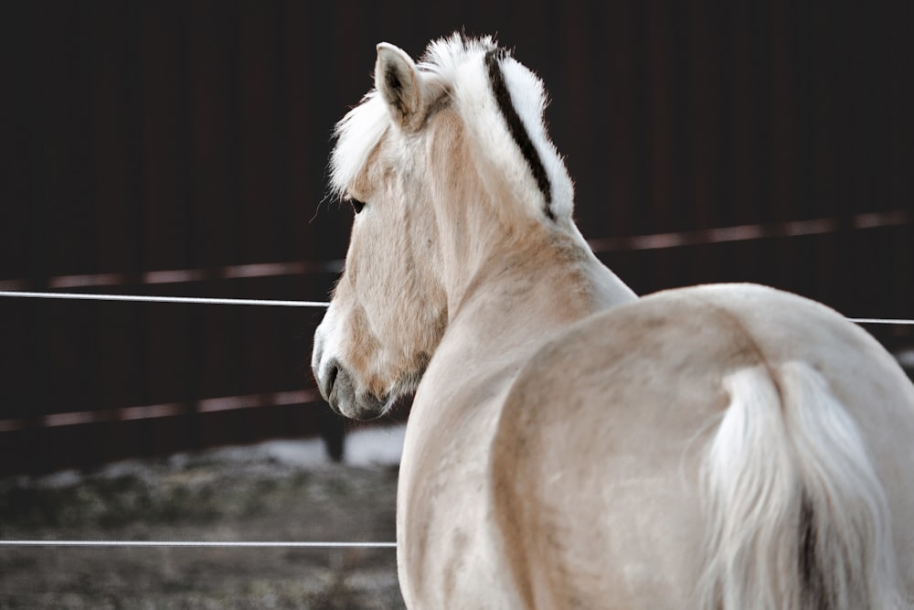 a white horse standing next to a wire fence