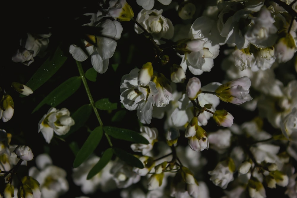 a bunch of white flowers with green leaves