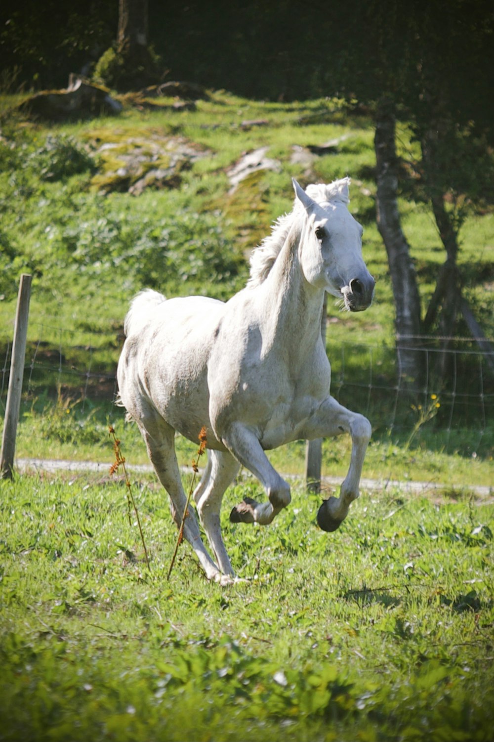 a white horse running in a grassy field